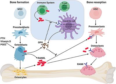 Targeting the RANKL/RANK/OPG Axis for Cancer Therapy